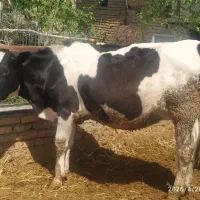 تلیسه سرسینه