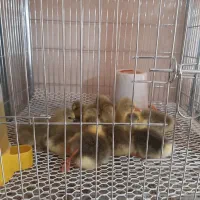 جوجه غاز محلی اوکراینی