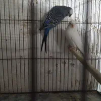 مرغ عشق های مولد و فنچ های کینگ ماده|پرنده|خرمدره, |دیوار