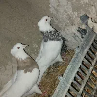 طوقی کاکلی