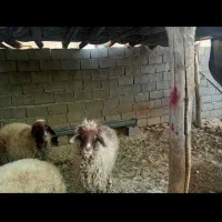 گوسفند آشتی وگوشتی|حیوانات مزرعه|سیروان, |دیوار