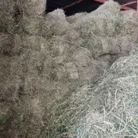 شبدر چین 2|عمدهفروشی|لردگان, |دیوار