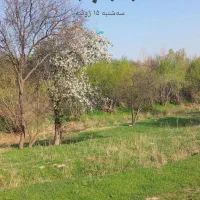 حدود یک تن ضایعات و چوب خشک