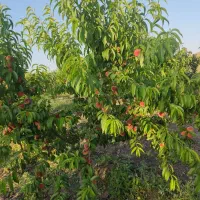 باغ|فروش دفتر صنعتی، کشاورزی، تجاری|فندقلو, |دیوار