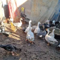 غازقو و  اردک اسرائیلی|حیوانات مزرعه|اردبیل, |دیوار