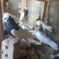 نداشتن جا
