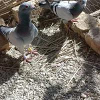 جفت کبوتر نروماده