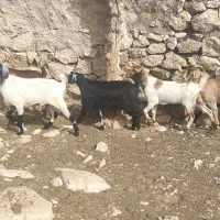 ۵ تا کهره چاق