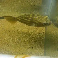 پافر فاهاکا وارداتی