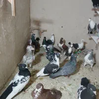 ۲۲ تا کفتر بوم هوایی