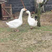 یک جفت غاز خالماگوری 5 ماهه|حیوانات مزرعه|ساری, |دیوار