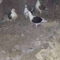 ۴عدد بچ دوکت کاکلی هیچ پر