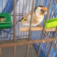 سهره امسالی