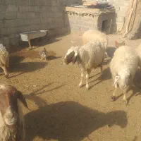 ۹عدد میه سه تاش زایمان کرده|حیوانات مزرعه|ثلاث باباجانی, |دیوار