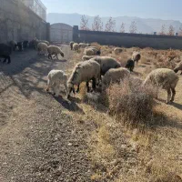 میش آبستن و بره دار