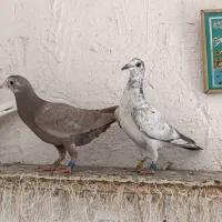کبوتر
