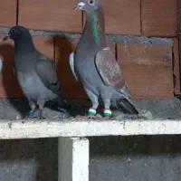 کبوتر المانی و رنگی