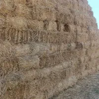 کاه وکلش ویونجه|لوازم جانبی حیوانات|اردبیل, |دیوار