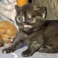 گربه بریتیش و اسکاتیش|گربه|گنبد کاووس, |دیوار