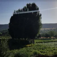 زمین-184-متری-رازلیق-سراب