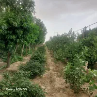 فروش باغ پسته و میوه
