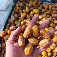 حراج خرما زاهدی و خاصویی۱|خوردنی و آشامیدنی|قم, انسجام|دیوار