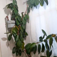 فیکوس بزرگ