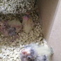 جوجه عروس سرلاکی