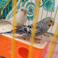 معاوضه با قناری