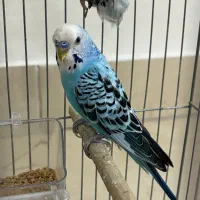 مرغ عشق جفت