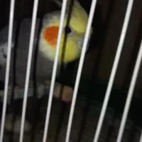 فروش ویژه عروس هلندی نر بالغ طوسی|پرنده|بافق, |دیوار