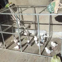 لانه توری سالم|لوازم جانبی حیوانات|چگنی, |دیوار