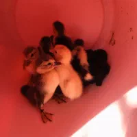بچه اردک اسراییلی