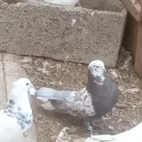 طوقی وکاشانی.تهرانی.بادوچرخه|پرنده|شاهینشهر, گرگاب|دیوار