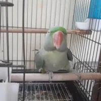 شاه طوطی رام رخ در رخ سخنگو|پرنده|ساری, |دیوار