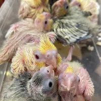 عروس هلندی سرلاکی در رنگ بندی(مولد و بالغ)