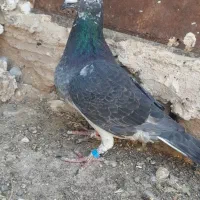 جفت نر فروشی|پرنده|رشتخوار, |دیوار