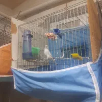 قناری عروس گلبسر|پرنده|تاکستان, |دیوار