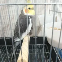 عروس هلندی نر سخنگو