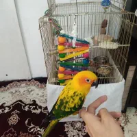 طوطی خورشیدی سخنگو رقاص چلوندنی همراه با قفس