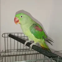 شاه طوطی سخنگو ۹ ماهه|پرنده|سهند, |دیوار