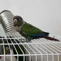 جوجه کریمسون داخلی نر و ماده|پرنده|مشهد, کارمندان دوم|دیوار