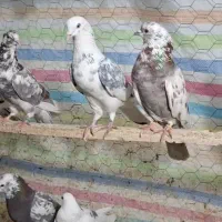 کبوترپرشی|پرنده|مهاباد (آذربایجان غربی), |دیوار