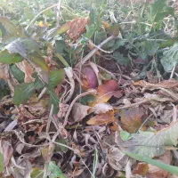 شلغم دامی|خدمات باغبانی و درختکاری|اصفهان, ارداجی|دیوار