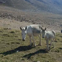 خر ماده (الاغ) باری و گله ای همراه با کره|حیوانات مزرعه|سمنان, |دیوار