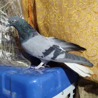 تخت دم|پرنده|فارسان, |دیوار