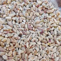 پسته کال سبز