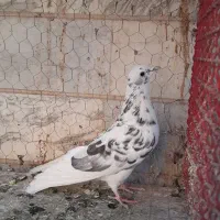 یه جفت تهرانی|پرنده|ابهر, |دیوار