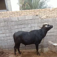 یک‌گاومیش‌نر‌