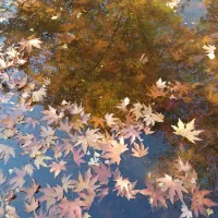 فروش سیمکارت